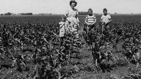 1951 corn farming