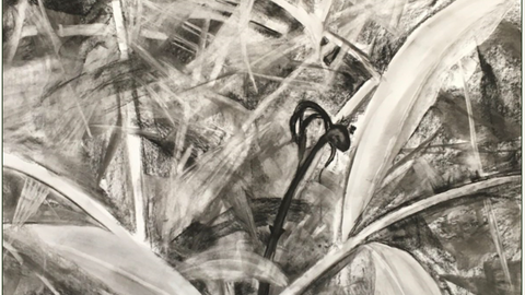 False Spring/ Fatal Budburst, Charcoal on Rag Paper, Ginny Zanger