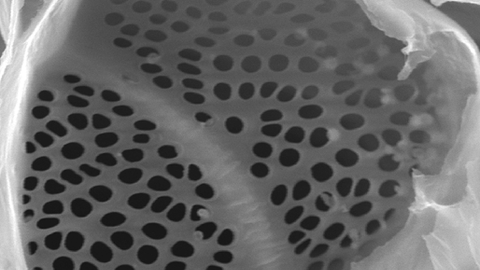 Sieve plate
