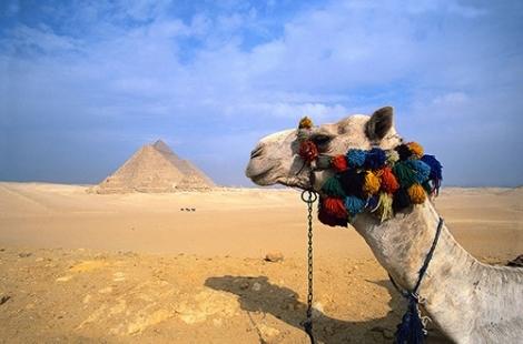 Camel in front of pyramid